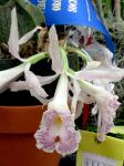 : - Trichopilia suavis