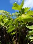: - Dendroseris regia