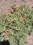: - Astragalus cruckshanksii
