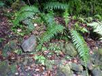 : - Blechnum longicauda