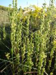 : - Menonvillea linearis
