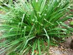: - Greigia sphacelata