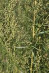 Deutscher Estragon - Artemisia dracunculus