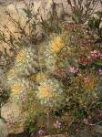 : - Copiapoa cinerascens