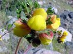 : - Calceolaria glandulosa