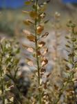 Dichtblütige Kresse - Lepidium densiflorum