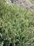 : - Suaeda foliosa