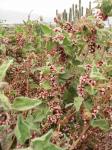 : - Cuscuta purpurata