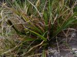 : - Uncinia douglasii
