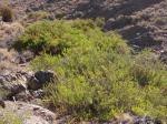 : - Escallonia illinita