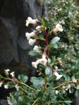: - Escallonia serrata