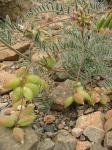 : - Astragalus paposanus