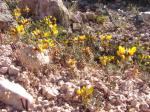 : - Dalea pennellii