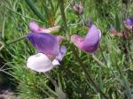 : - Lathyrus hookeri