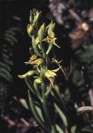 : - Gavilea insularis