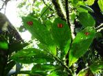 : - Columnea consanguinea