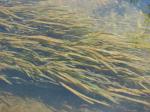 : - Elodea potamogeton