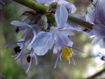 : - Libertia sessiliflora