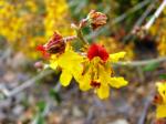 : - Dinemagonum gayanum