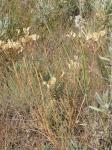 : - Lomatium macrocarpum