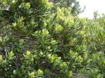 : - Myrceugenia correifolia
