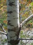 Pellin-Scheinbuche - Nothofagus obliqua