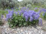 : - Lupinus argenteus