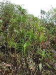 : - Cyrtochilum aureum