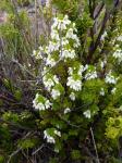 : - Euphrasia formosissima