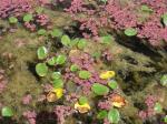 :-Potamogeton linguatus