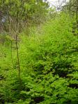 Chilenischer Frauenhaarfarn - Adiantum chilense