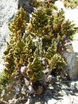 :-Cheilanthes hypoleuca