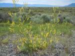 Gelber Steinklee - Melilotus officinalis