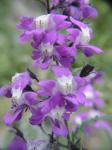 : - Schizanthus laetus