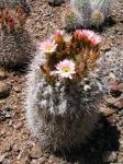 : - Acanthocalycium klimpelianum