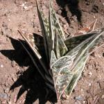 Tiger-Aloe - Aloe variegata