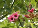 : - Brachychiton discolor