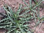 : - Chlorogalum pomeridianum