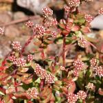 : - Crassula atropurpurea var. anomala