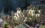 : - Cylindropuntia bigelovii