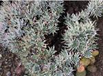 : - Dudleya virens