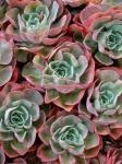 Riesenecheverie - Echeveria gigantea