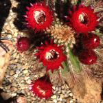 : - Echinopsis formosa subsp. randallii
