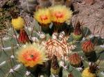 : - Ferocactus pottsii