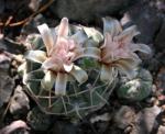 : - Gymnocalycium capillense