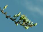 : - Hesperaloe funifera