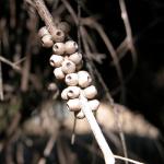 : - Melaleuca preissiana