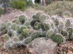 : - Opuntia erinacea var. utahensis