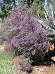 Australischer Minzestrauch - Prostanthera rotundifolia