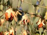 Jojoba - Simmondsia chinensis